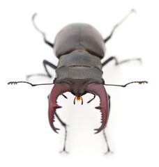 Bug (Oryctes Nasicornis).