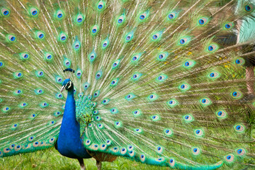 Indian Peacock Displaying Plumage