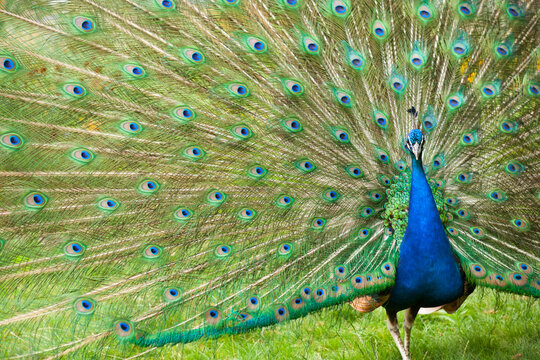 Indian Peacock Displaying Plumage