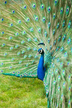 Close-up of peacock displaying his plumage, Tracy Aviary, Salt Lake City, Utah, USA