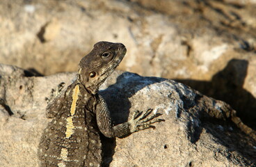 A lizard sits on a stone in a city park.