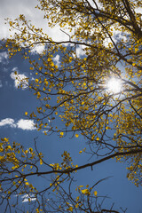 Bright sunshine streaming through the clouds and bright yellow aspen trees in the rocky mountains - Boulder county - rural hiking walks