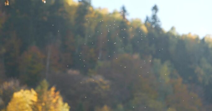 Swarm of white small midges whirl in the forest. Cinema 4K 60fps video