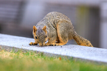 a brown eastern fox squirrel sniffing the ground for crumbs after eating