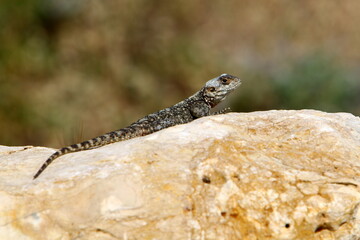 A lizard sits on a stone in a city park.