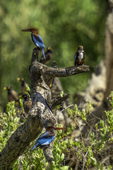 3 kingfishers on the branch