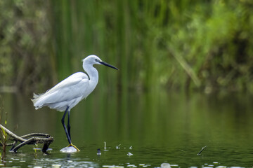 great white heron