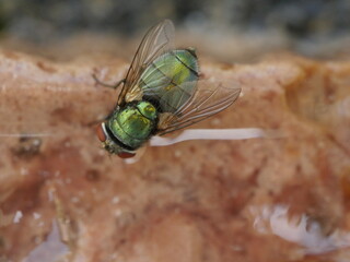 meat fly