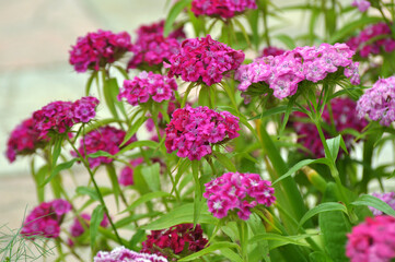 Carnation blooms on the flowerbed