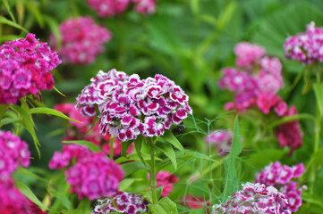 Carnation blooms on the flowerbed