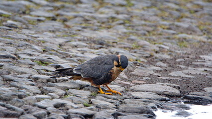 Aplomado falcon (Falco femoralis) on the cobblestone road to Lago Mojanda, above Otavalo, Ecuador