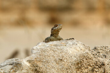 A lizard sits on a stone in a city park.