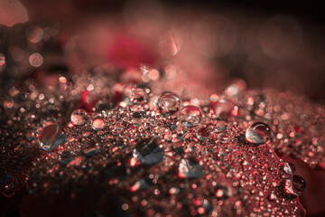 festive background water drops on a red background