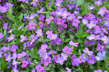 Obraz premium Aubrieta blooms in a flower bed in the garden