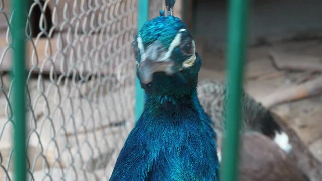 Slow Motion Beautiful peacock in the cage