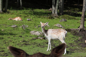 Deer in the woods