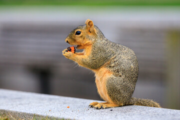brown eastern fox squirrel eating a cookie, standing on a cement structure