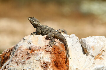 A lizard sits on a stone in a city park.
