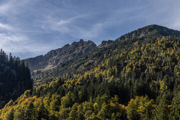 Pflanzhölzer bei Hinterstein