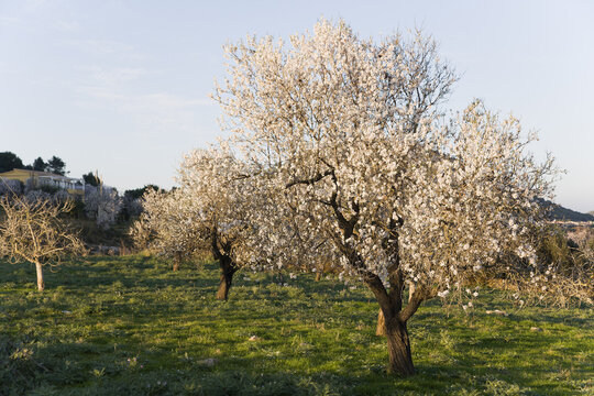 Almond Trees, Mallorca, Spain