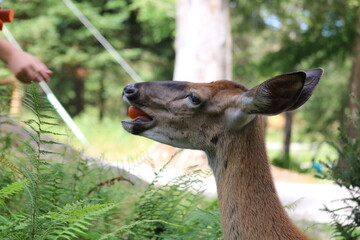 Dear in the forest