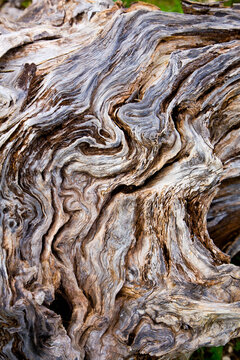Close-up of Wood