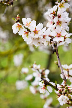 Close-up of Almond Blossom, Mallorca, Spain