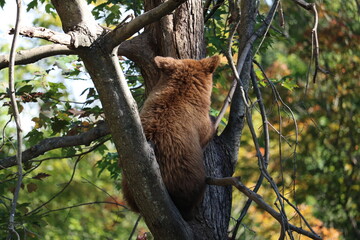 Bears in the forest