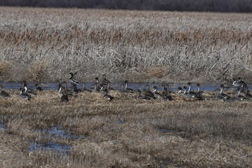 Northern pintails during spring migration