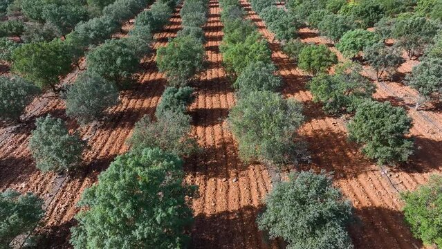 Agricultural landscape of truffle oak plantations. Aerial view from a drone. Berdun. Municipality of the Canal de Berd&uacute;n.The Jacetania. Huesca, Aragon, Spain, Europe