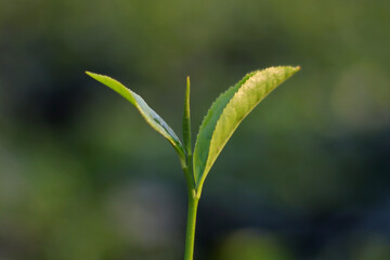 in the tea garden there are two leaves of the tea tree and a stem