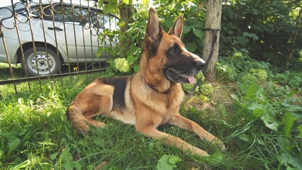A German shepherd lying on the grass.
