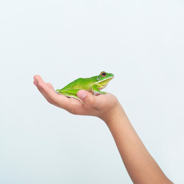 Hand Holding Frog