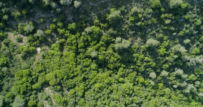 Aerial view of a woodlands, Carmel Forest, Haifa, Israel