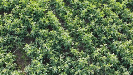 Fototapeta na wymiar A field of green rapeseed. Video from a drone.