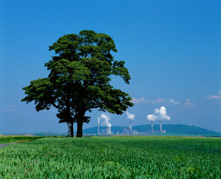 Tree in Field, Brown Coal Power Plant In Background, Neurath near Grevenbroich, Germany