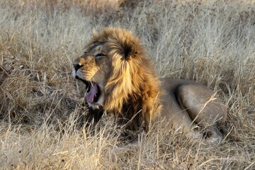 Roaring Male Lion with impressive Mane