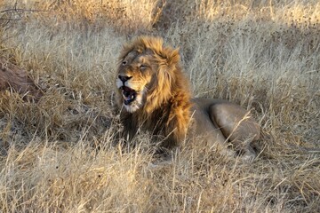 Roaring Male Lion with impressive Mane