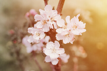 apple tree flowers and petals in soft white pink pastel color in full bloom on branch in garden. homestead in countryside village. horticulture, homesteading. spring authenticity landscape. flare