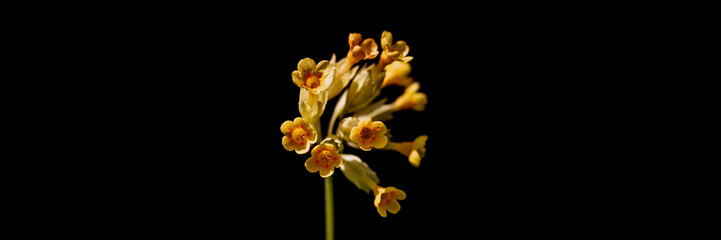 primrose primula veris (common cowslip) flowers. first spring bright yellow blooming wildflowers in full bloom in garden or field. wild horticulture, homesteading. dark authenticity landscape. banner