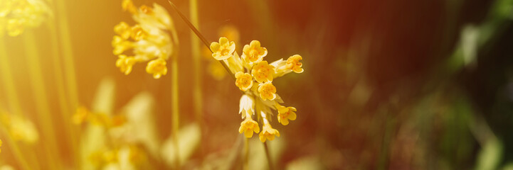 primrose primula veris (common cowslip) flowers. first spring yellow blooming wildflowers in full...