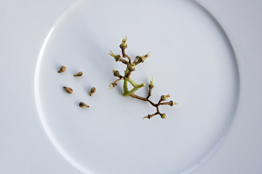 Still-life of Grape Seeds on Plate