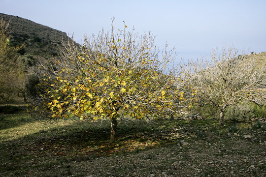 Fig Tree in Orchard, Majorca, Spain