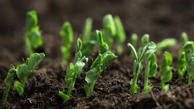 Green Plant Growing From Soil, Sprouts from Seed, Nature Time Lapse Shot in 8k resolution.