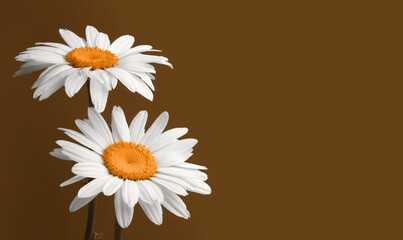 White chamomile bouquet on beige brown copy space horizontal background.