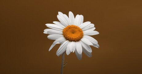 White chamomile bouquet on beige brown copy space horizontal background.