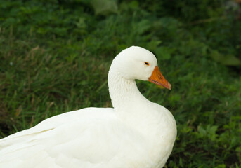white goose sitting on the green grass
