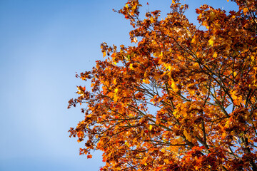 tree with autumn leaves against blue sky