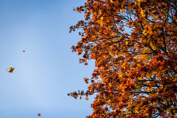 autumn leaves against blue sky