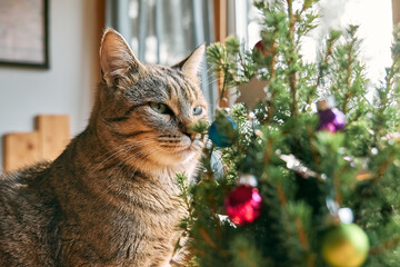 Fototapeta na wymiar Cute tabby cat curiously sniffing christmas tree. Pet with christmas ornaments. Happy winter holidays. Concept of New Year and Merry Christmas.